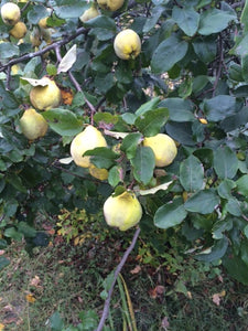 Quince growing on tree